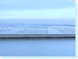 三河湾　のり の養殖風景